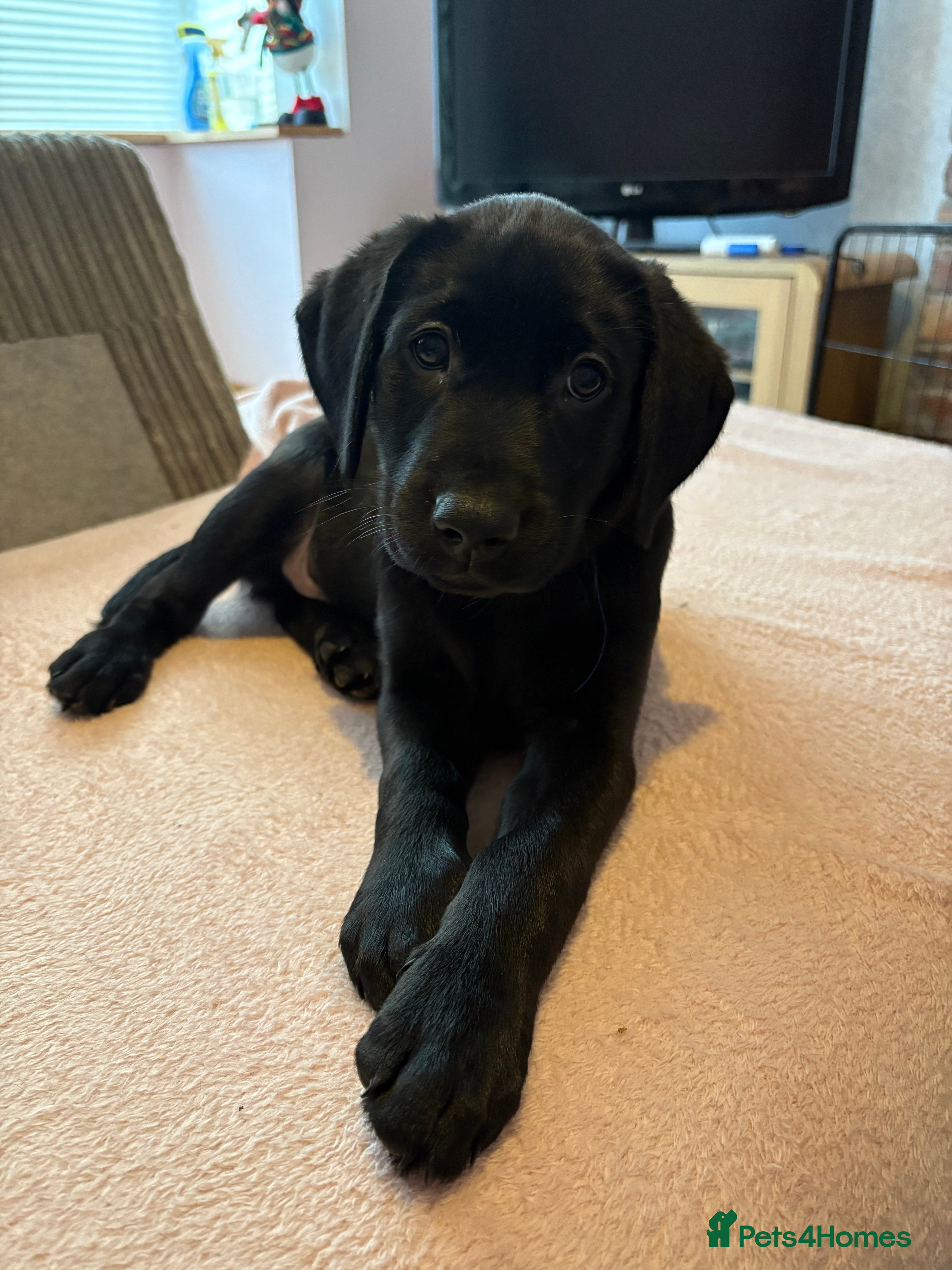 Labrador Retriever dogs Black Lab Pup - Advert 7