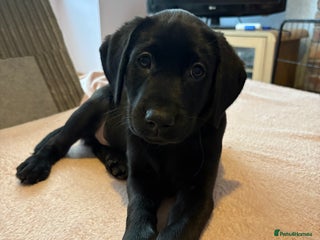 Labrador Retriever dogs Black Lab Pup - Advert 7