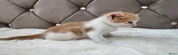 Mixed Breed cats for sale: Gorgeous ginger kittens  - Advert 15