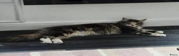 Maine Coon cats for sale: Beautiful friendly girl - Advert 12