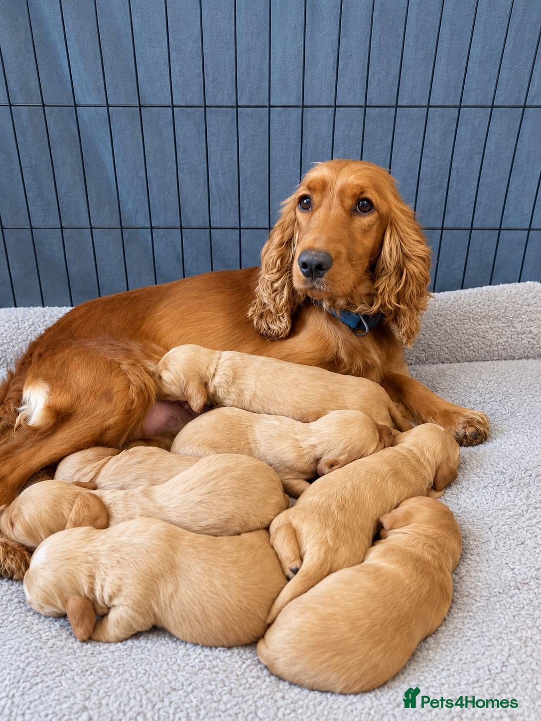 Cockapoo dogs Cockapoo Puppies Ready Now  - Advert 1