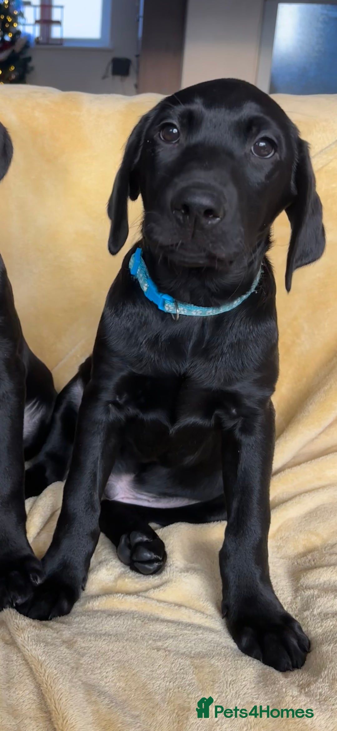 Labrador Retriever dogs for sale: KC Fully Health Tested Outstanding Working Line - Advert 15