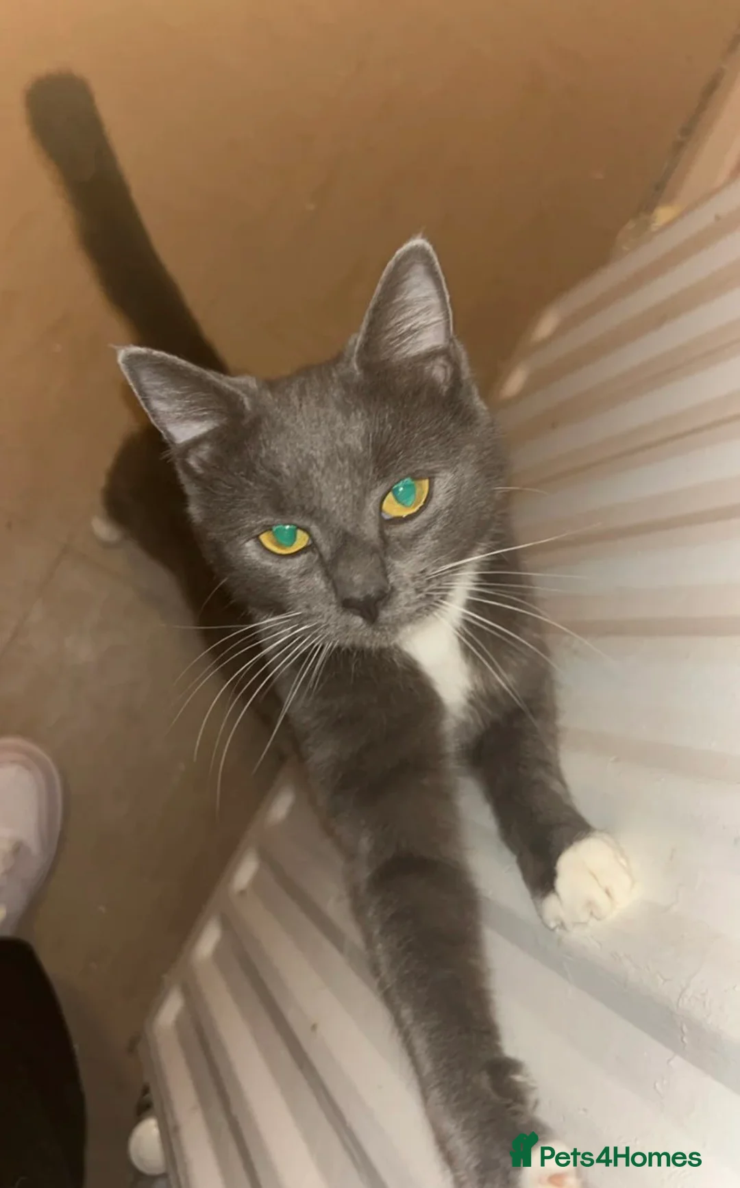 Mixed Breed cats for sale: 2 female cats URGENT! READ DESCRIPTION  - Advert 1