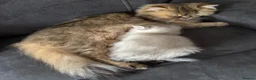 British Longhair cats for sale: Golden Tipped British Longhair/Shorthair Kittens in Okehampton - Advert 3