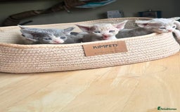 Devon Rex cats for sale: Adorable pure Devon Rex kittens  - Image 1