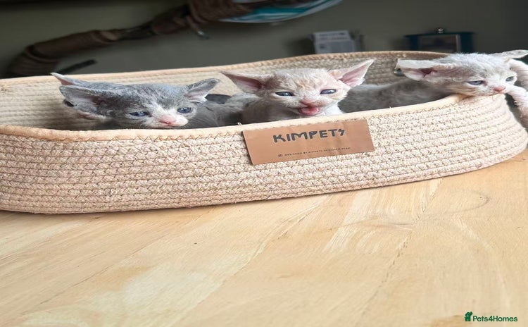 Devon Rex cats - Advert 3