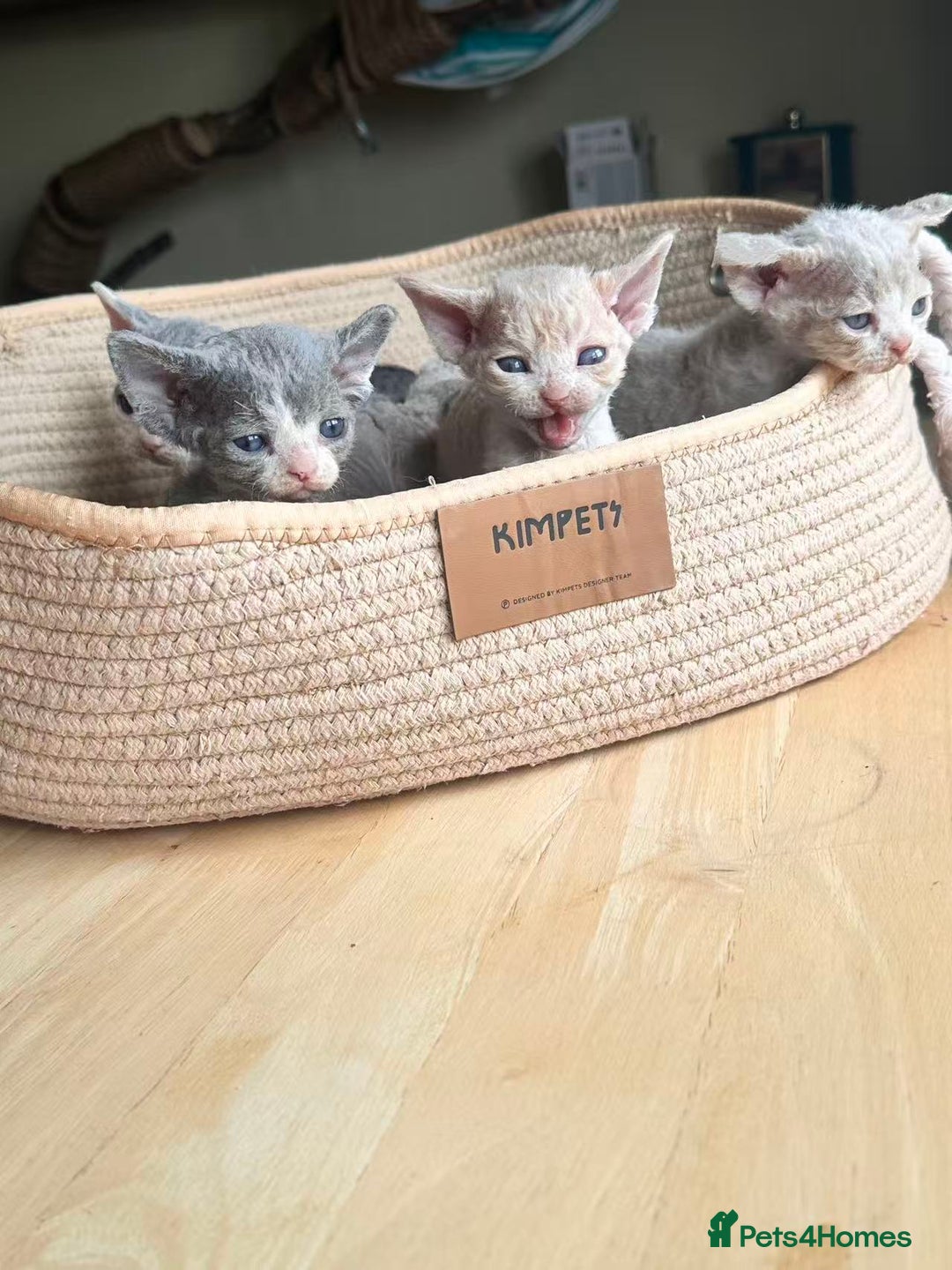 Devon Rex cats for sale: Adorable pure Devon Rex kittens  - Image 1