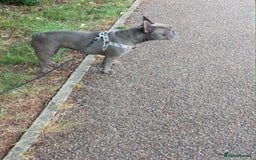 French Bulldog dogs for sale: Stunning Blue French Bulldog  - Image 2