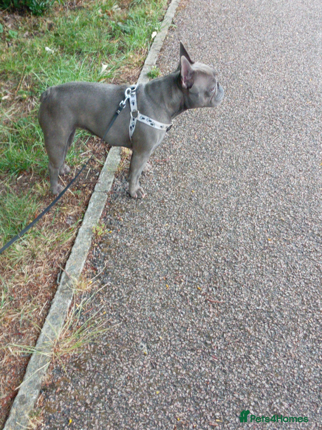 French Bulldog dogs for sale: Stunning Blue French Bulldog  - Image 2