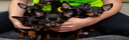 Miniature Pinscher dogs for sale: Miniature pinchers in Chatham - Advert 9