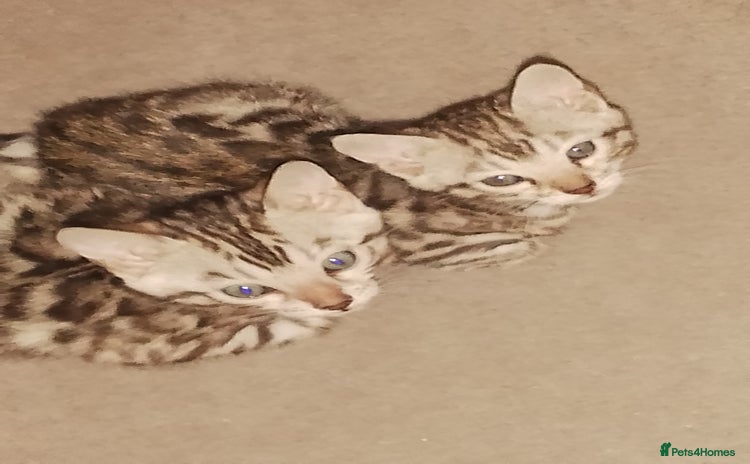 Bengal cats - Advert 4