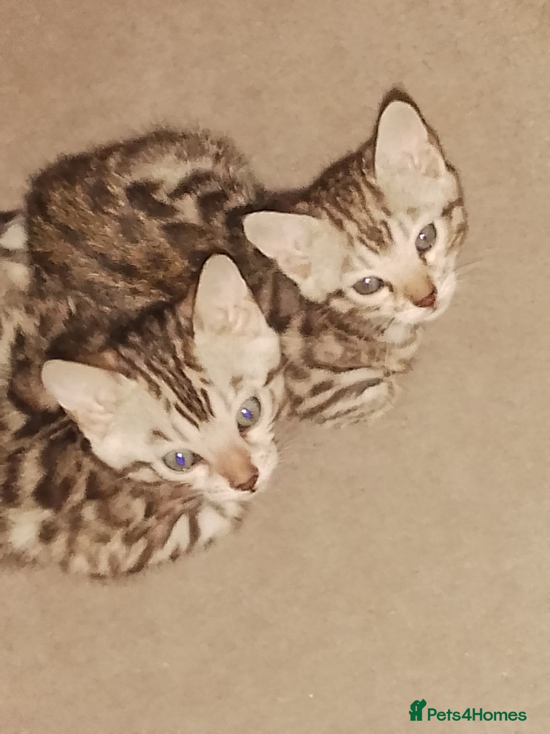 Bengal cats for sale: Silver bengals - Image 1