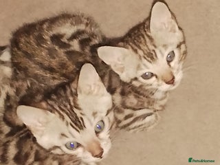 Bengal cats - Advert 5