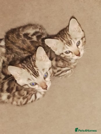 Bengal cats - Advert 15