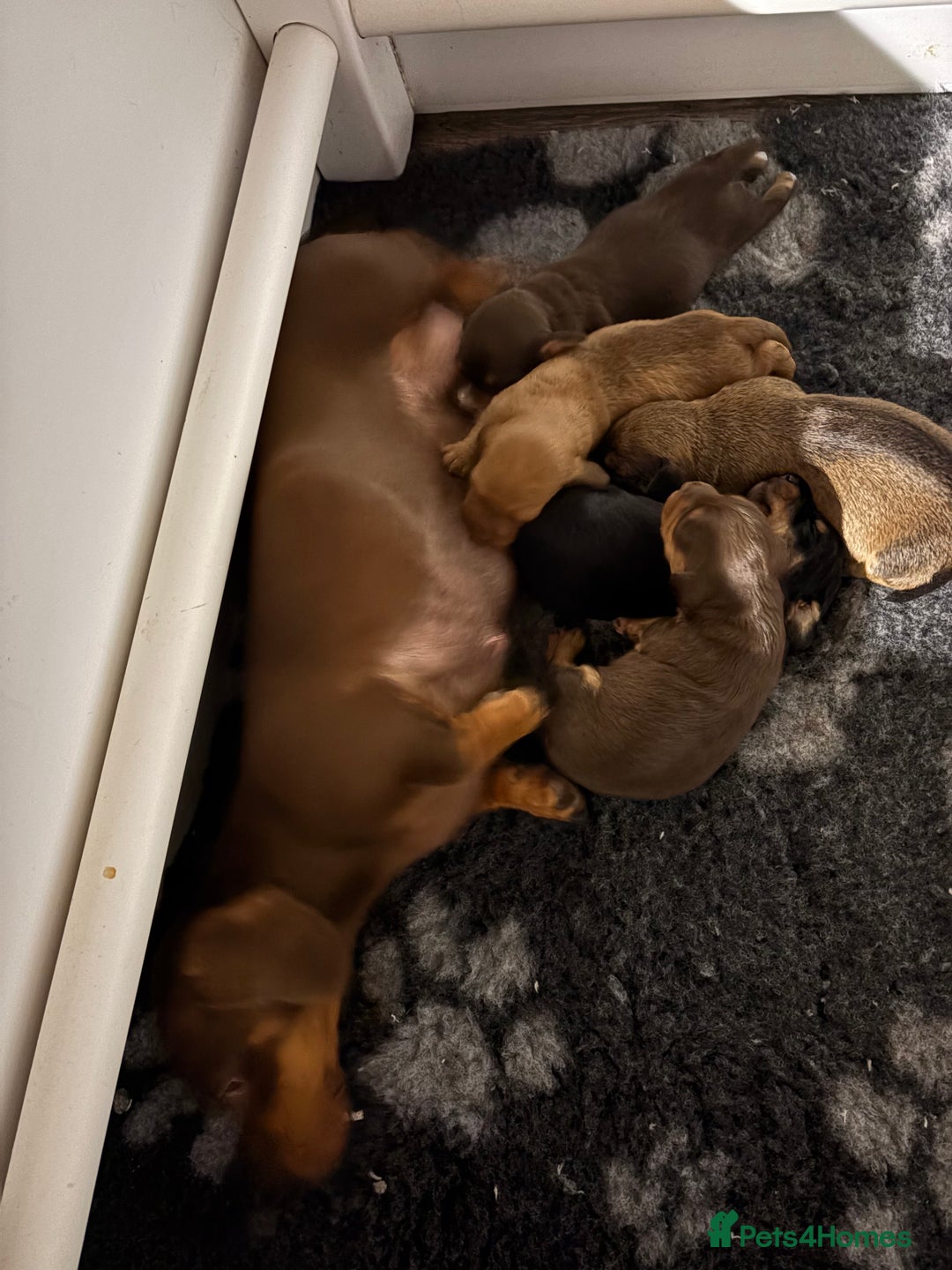 Mixed Breed dogs for sale: Mini doxipoo - Advert 3