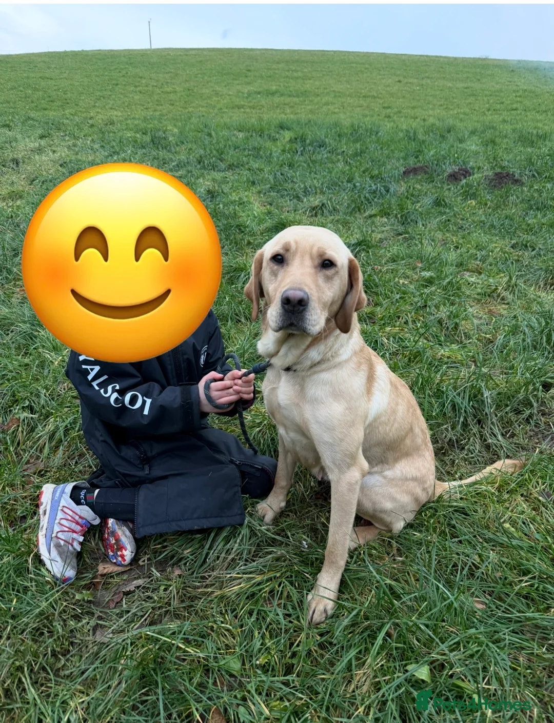 Labrador Retriever dogs for sale: Female Golden Labrador  - Advert 1