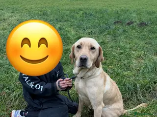 Labrador Retriever dogs Female Golden Labrador - Advert 8