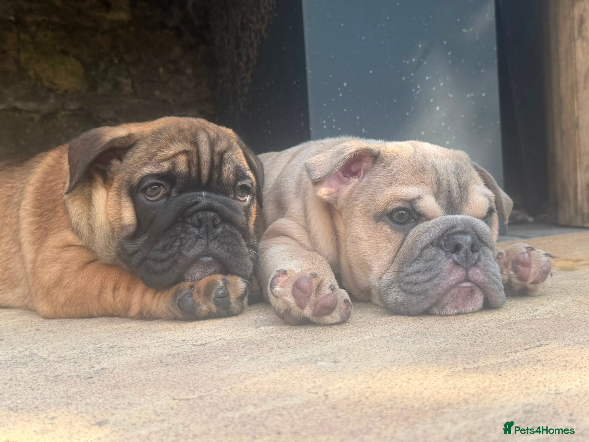 English Bulldog dogs Quality English bulldogs - Advert 1