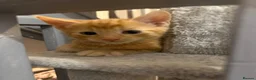 Mixed Breed cats for sale: Beautiful kittens for sale. read description.  - Advert 3