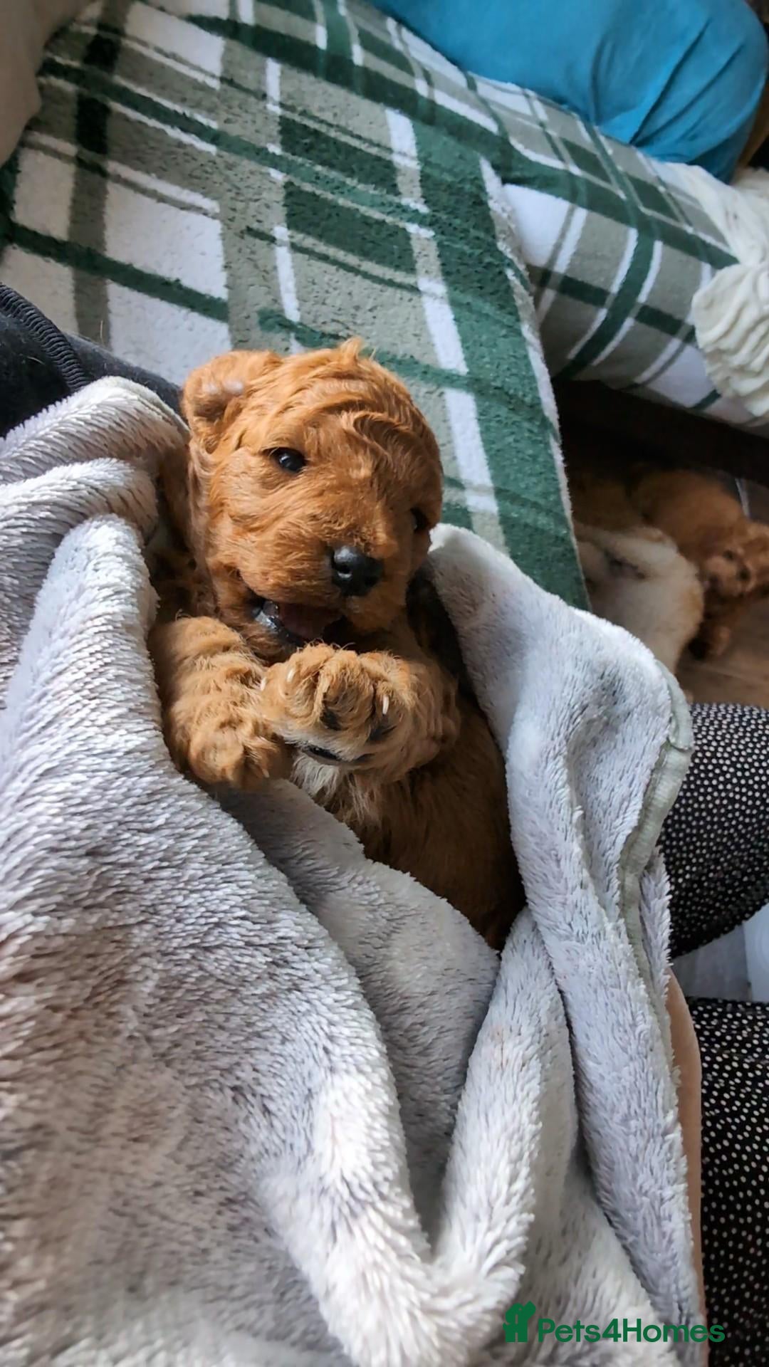 Cavapoo dogs F1B Deep Fox Red Toy DNA Clear Puppies  - Advert 2