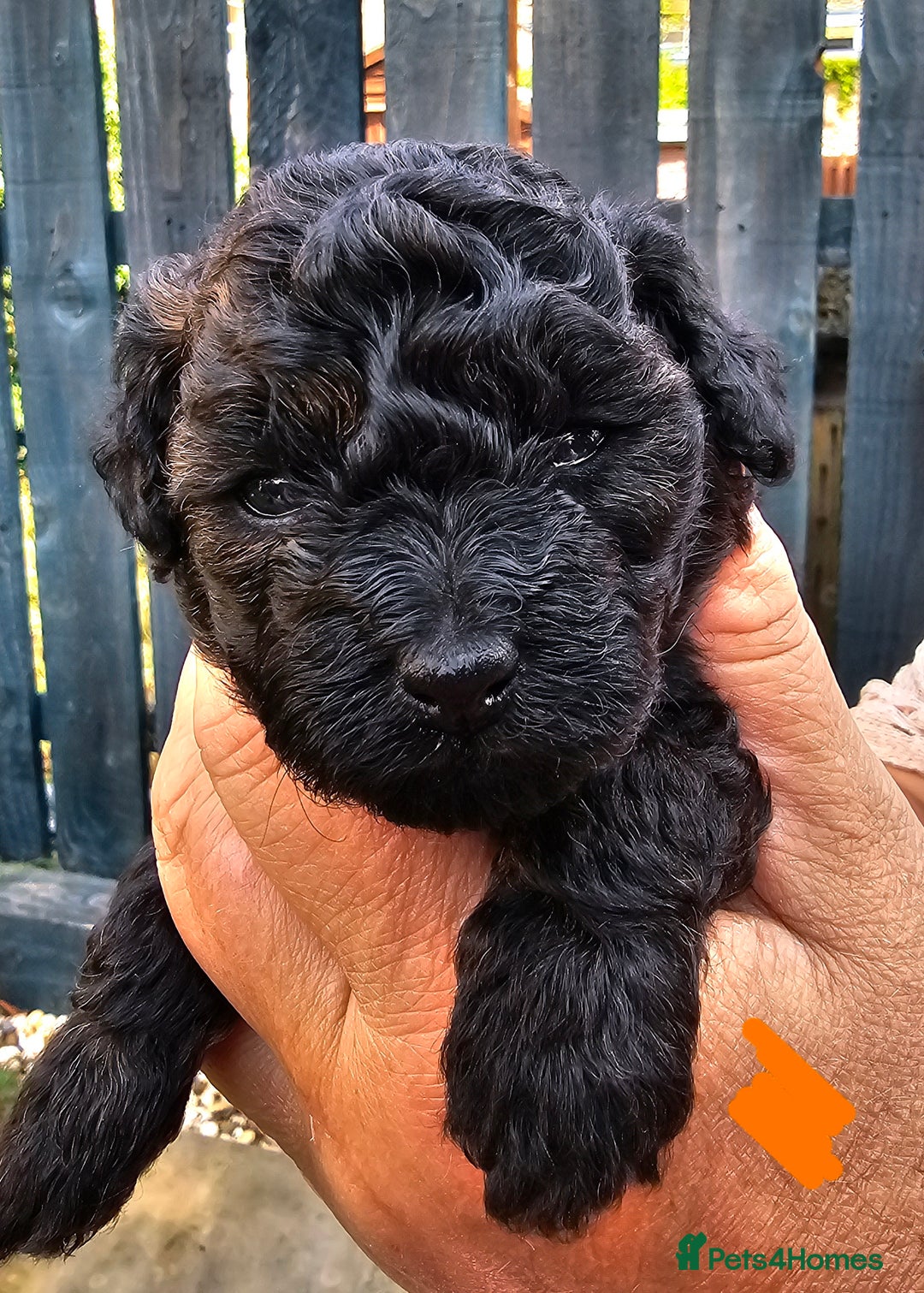 Cavapoo dogs for sale: F1BB Cavapoo puppies - Image 4