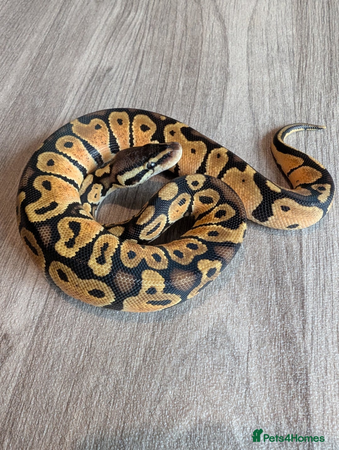 Python Snake reptiles for sale: Royal pythons - Image 1