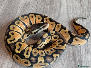 Python Snake reptiles Royal pythons - Advert 11