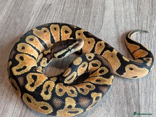 Python Snake reptiles Royal pythons - Advert 6