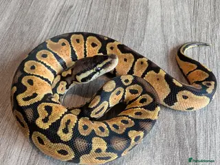 Python Snake reptiles Royal pythons - Advert 10