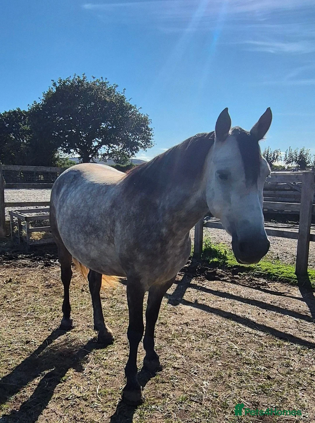 Connemara horses for sale: Unbroken 4yo mare - Advert 2