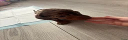 Dachshund dogs for sale: 🩷🩷🩷 DACHSHUNDS GIRLS 🩷🩷🩷 - Advert 21