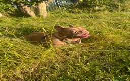French Bulldog dogs for sale: Aiwa and Loya - Image 14