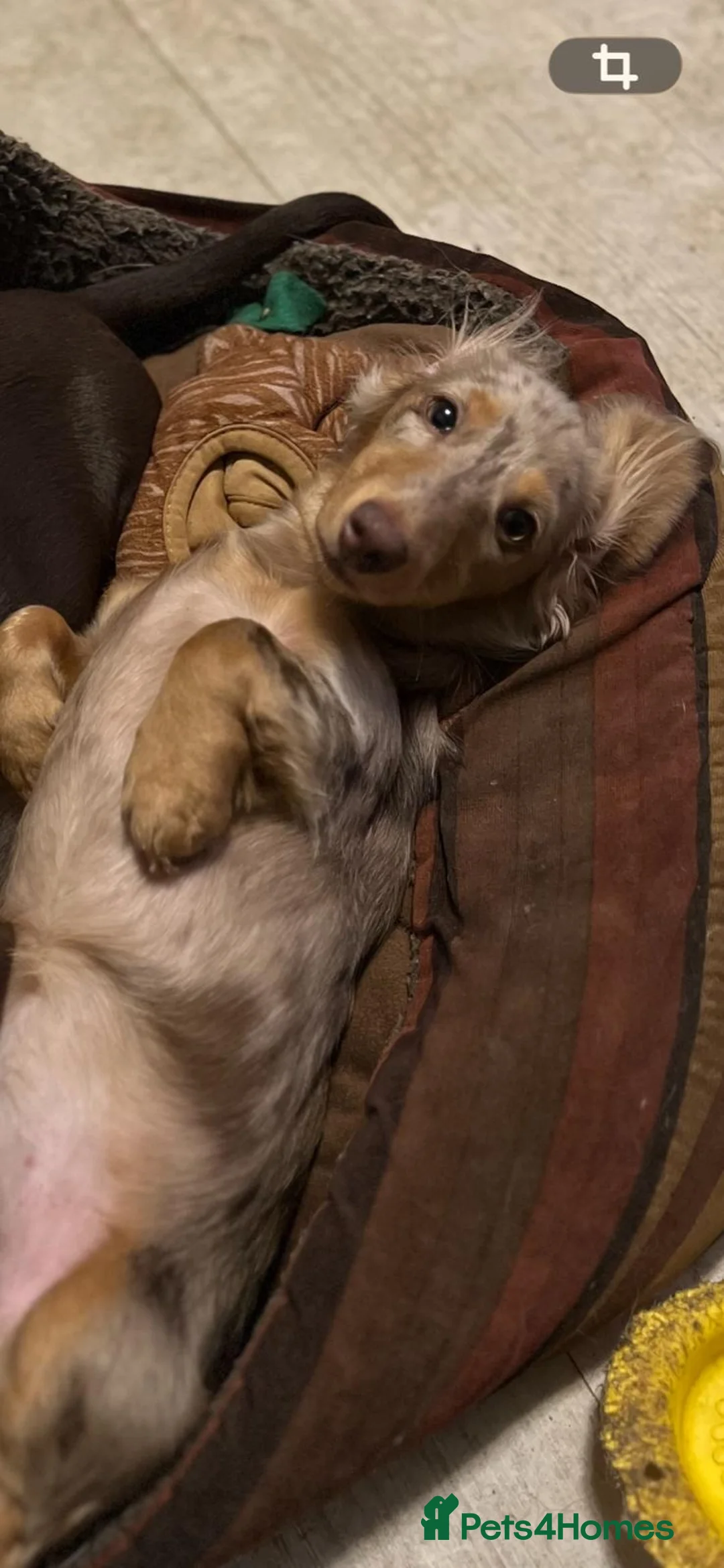 Miniature Dachshund dogs for sale: 3 kc reg silver dapple and tan mini dat puppies - Advert 2