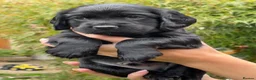 Cocker Spaniel dogs for sale: 2 black male cocker spaniels - Advert 1
