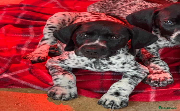 German Shorthaired Pointer dogs - Advert 1