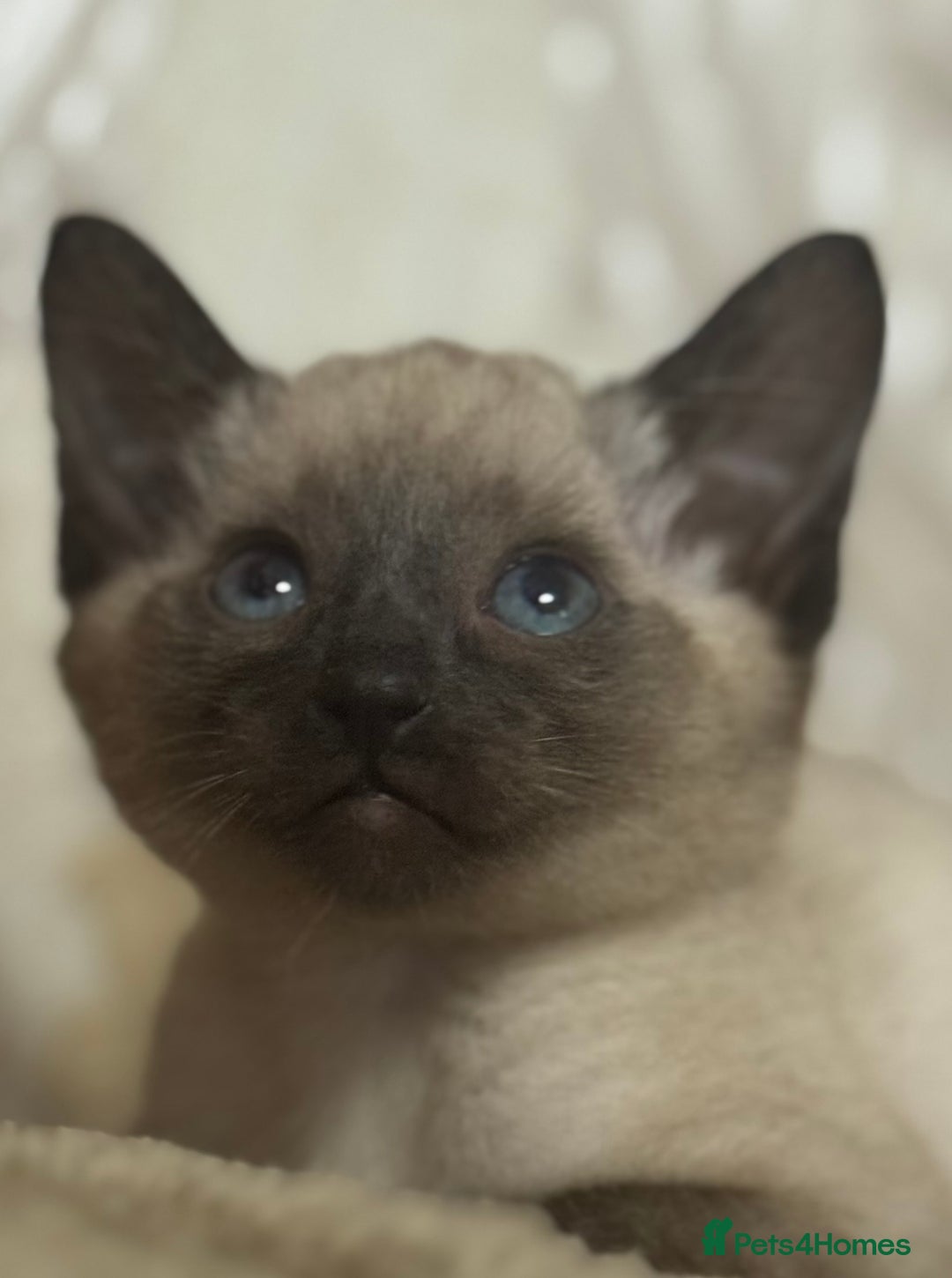 Siamese cats for sale: Seal point Siamese kittens - Advert 4