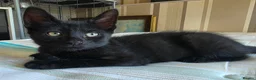 Domestic Shorthair cats for sale: ×2 Black (M) Kittens fully vax flead and dewormed - Advert 5