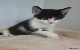 Mixed Breed cats for sale: 5 Kittens LEFT! Friendly and Lovable - Image 9