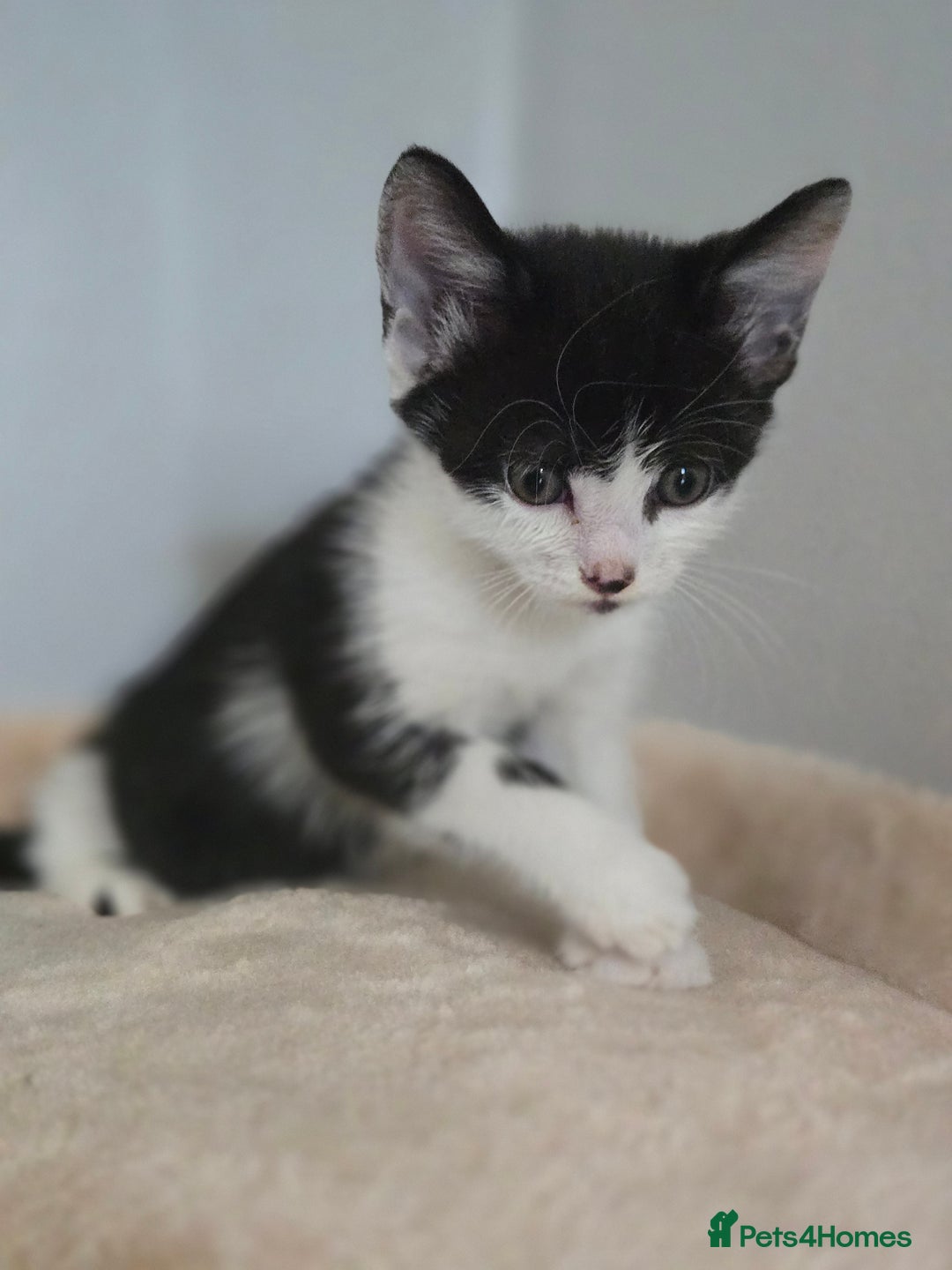 Mixed Breed cats for sale: 5 Kittens LEFT! Friendly and Lovable - Image 9