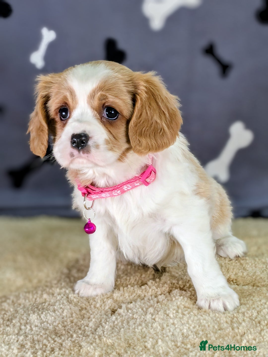 Cavachon dogs for sale: Adorable F1B Cavachon Puppies  - Advert 6