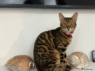 Bengal cats Beautiful Bengal Girl Looking for a Forever Home - Advert 12