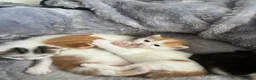 Mixed Breed cats for sale: 5 mixed breed kittens looking for a forever home - Advert 24