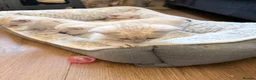 Bengal cats for sale: Snow/Leopard Bengal Kittens- Last One Left - Ready - Advert 8