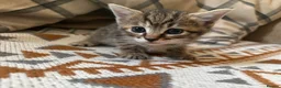 Mixed Breed cats for sale: Beautiful Kittens in Abertillery - Advert 2