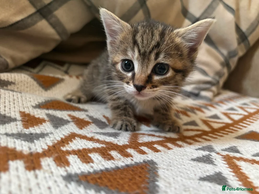 Mixed Breed cats for sale: Beautiful Kittens in Abertillery - Advert 2