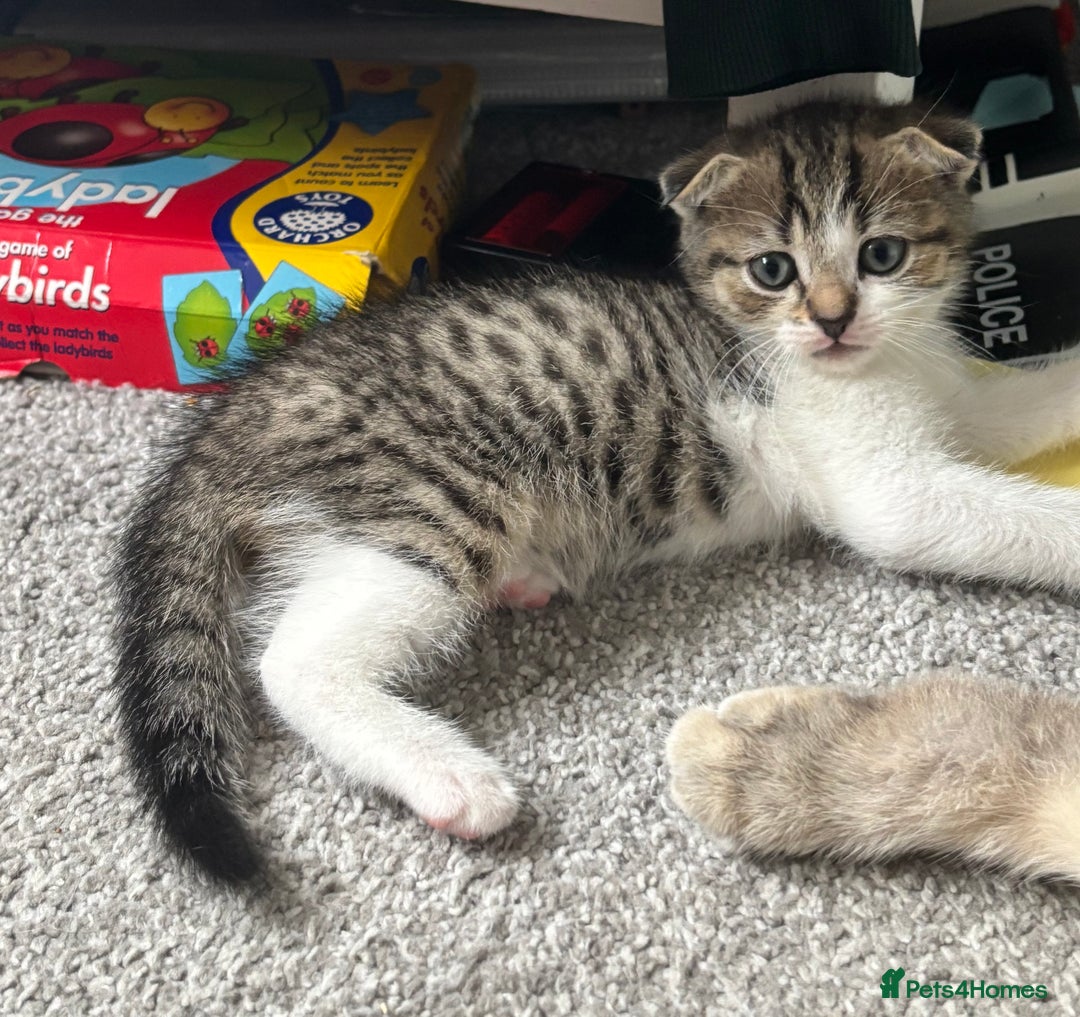 Scottish Fold cats for sale: 3 Scottish folds  in Uckfield - Image 3
