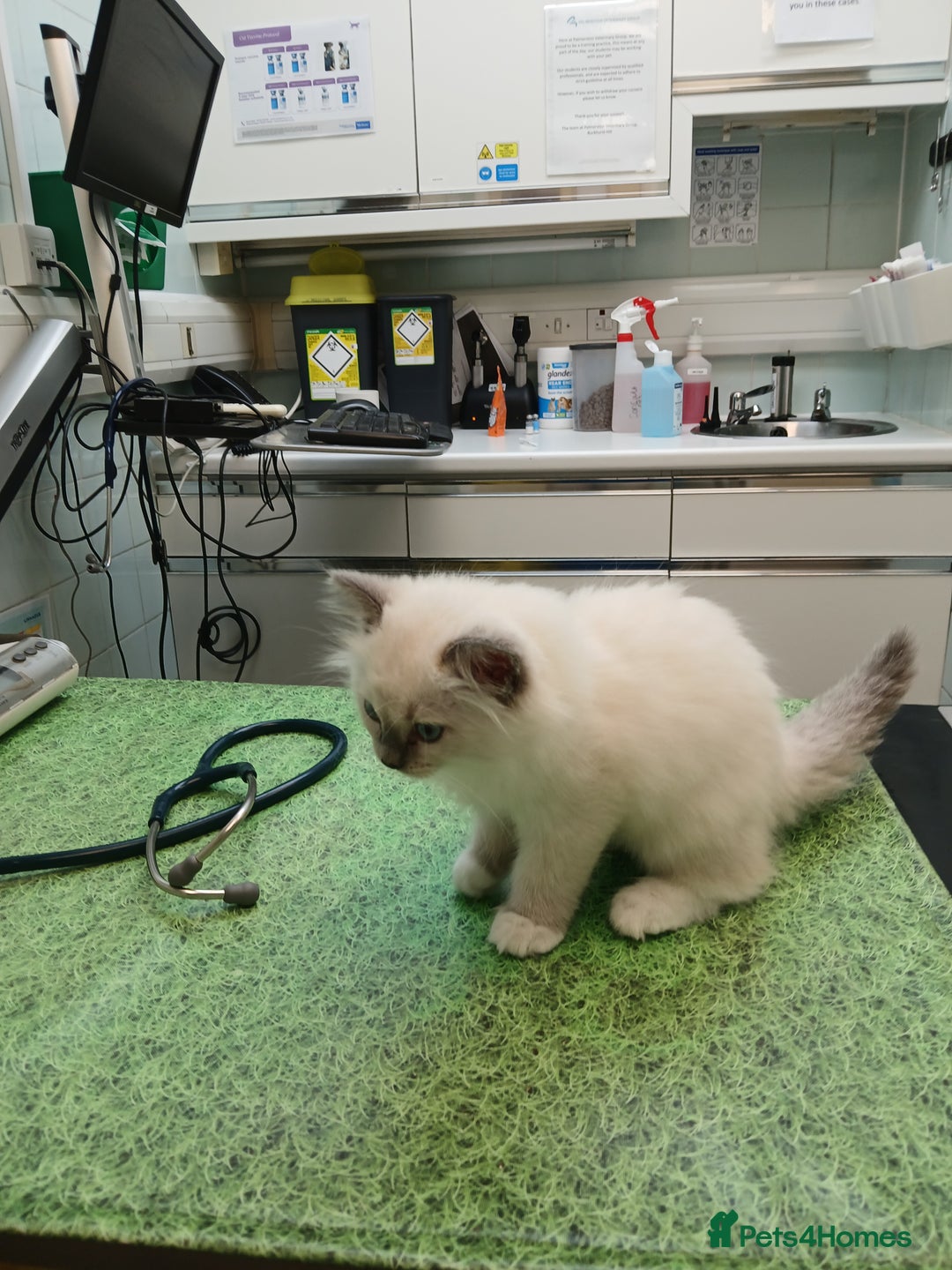 Ragdoll cats for sale: SUPER SWEET AND HAPPY KITTEN - Image 5