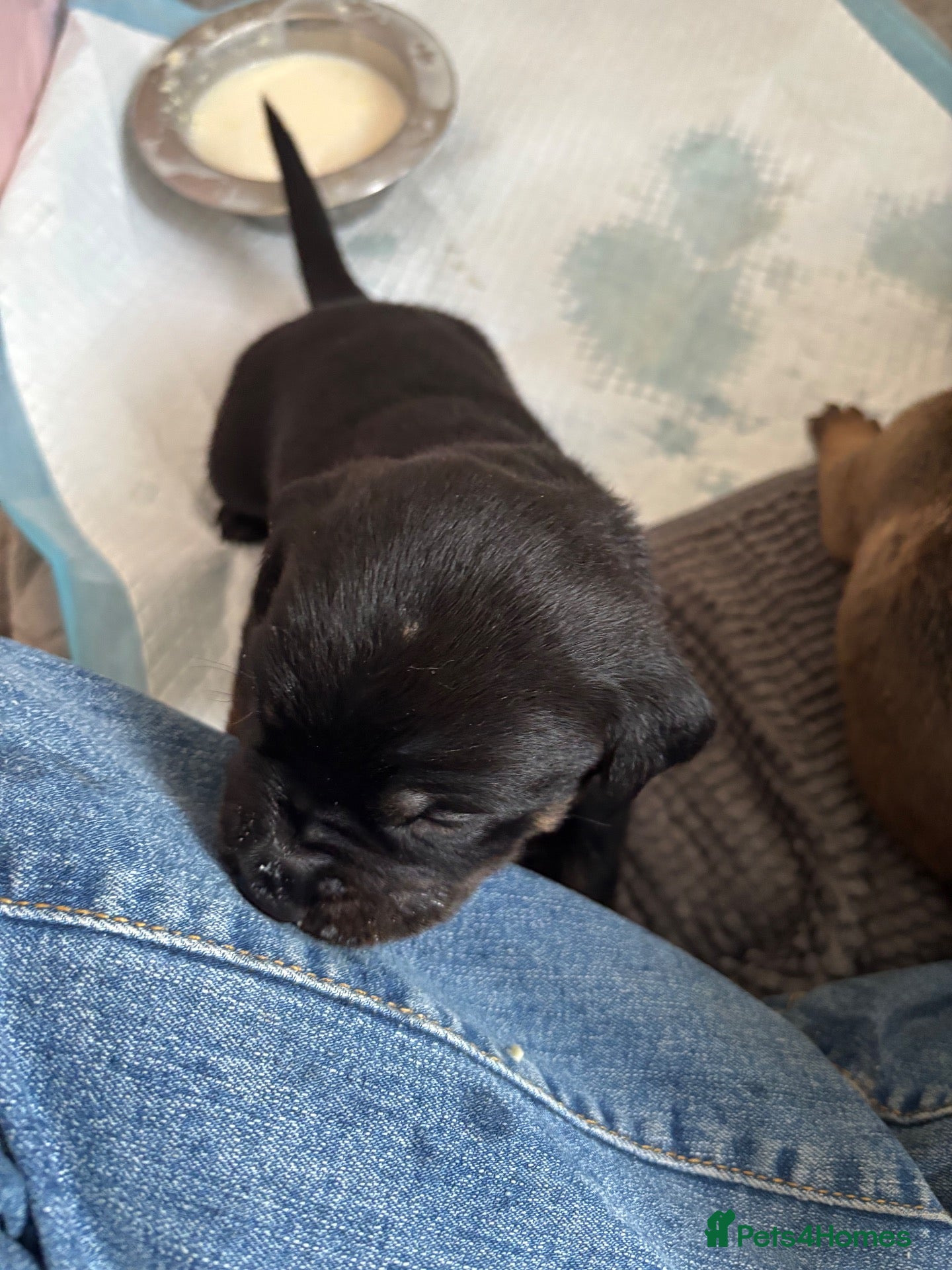 Mixed Breed dogs Cane Corso x Rottweiler Puppies – Ready 21 Nov - Advert 2