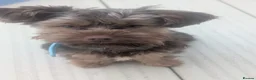 Yorkshire Terrier dogs for sale: Male Yorkshire terrier  in Nottingham - Advert 11