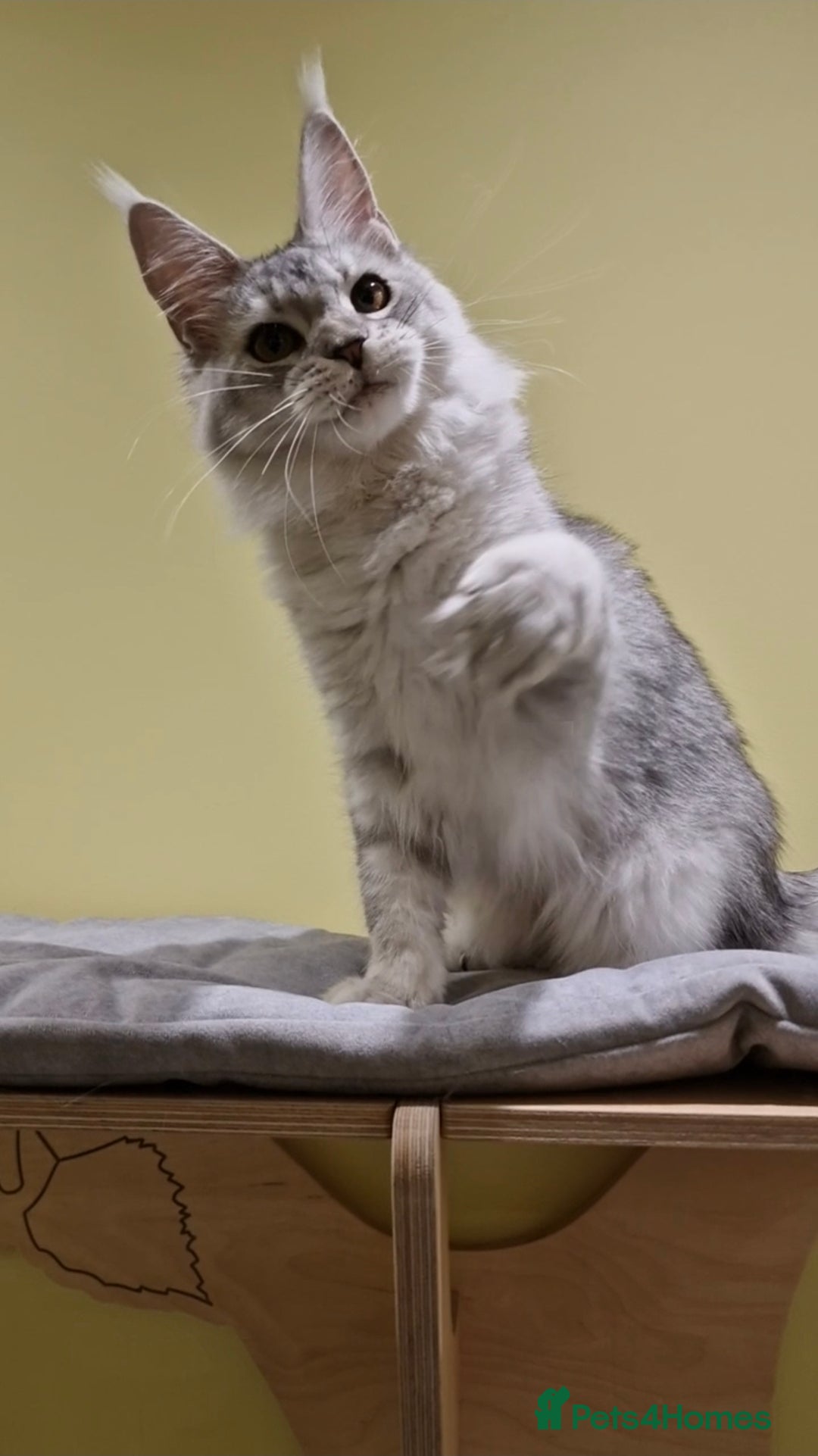 Maine Coon cats for sale: 🌟Exceptional Purebred Maine Coon girls🌟 - Advert 4